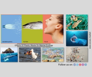 Plastic Waste